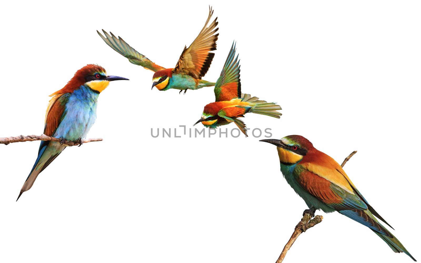 set of colored birds in different poses,birds of paradise, bee-eaters, iridescent colors