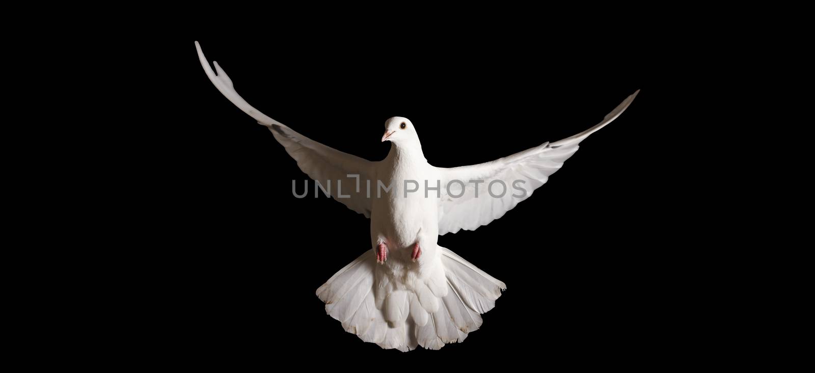 white dove with outstretched wings isolated on black,symbol of the new year, symbol of love, symbol of peace