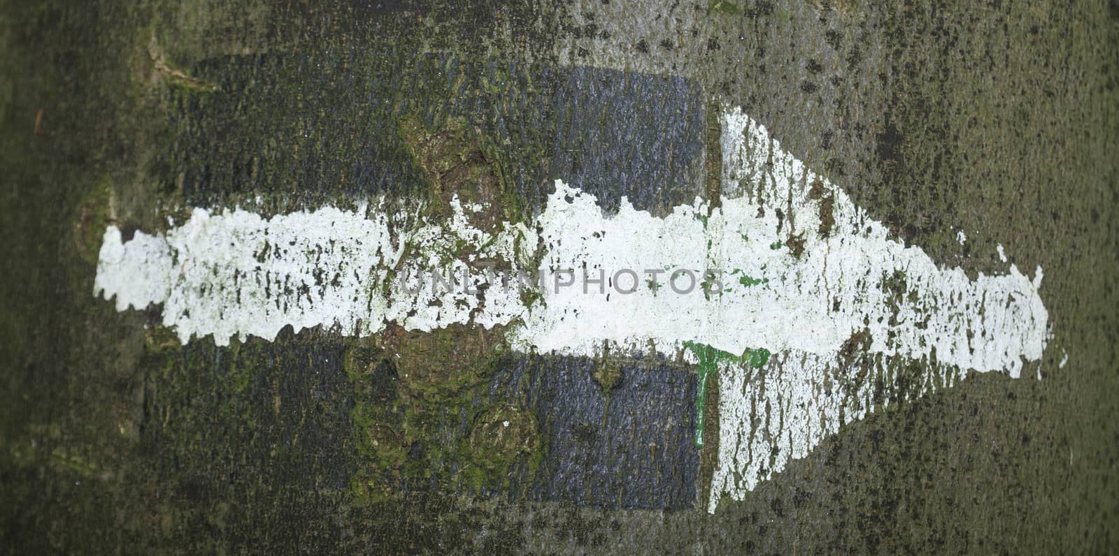White Arrow  on a Tree Trunk in a Wood,  Germany, Europe