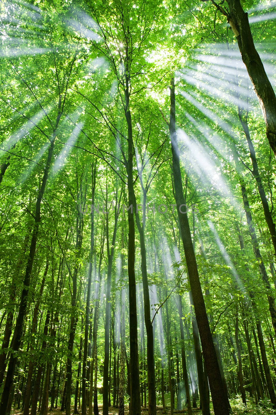 Nature. Green forest with sun and sunlight