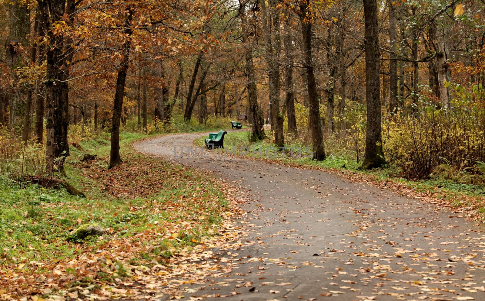 footpath leading among the  trees in autumn park