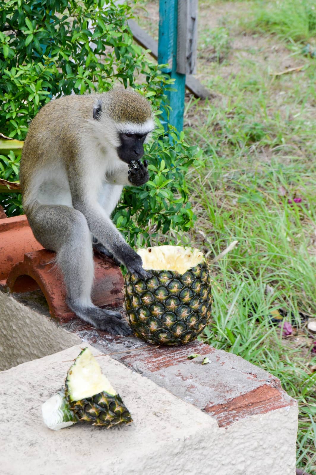 Monkey vervet on a low wall enjoying a fresh pineapple