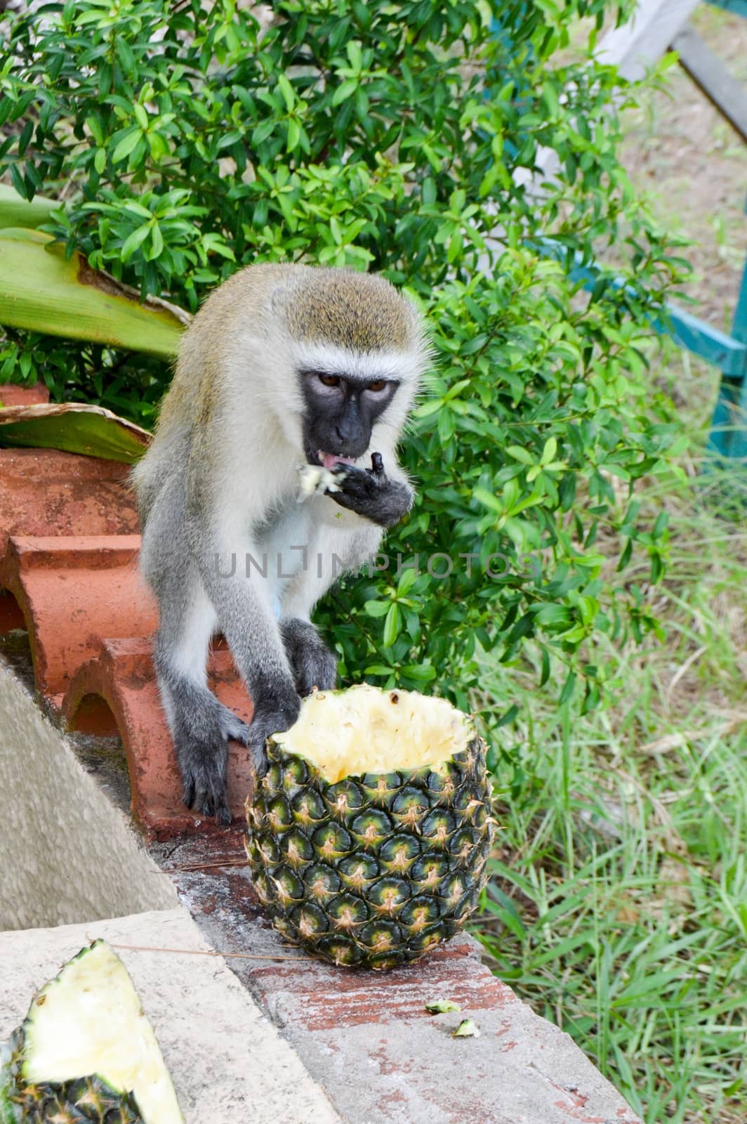 Monkey vervet on a low wall enjoying a fresh pineapple