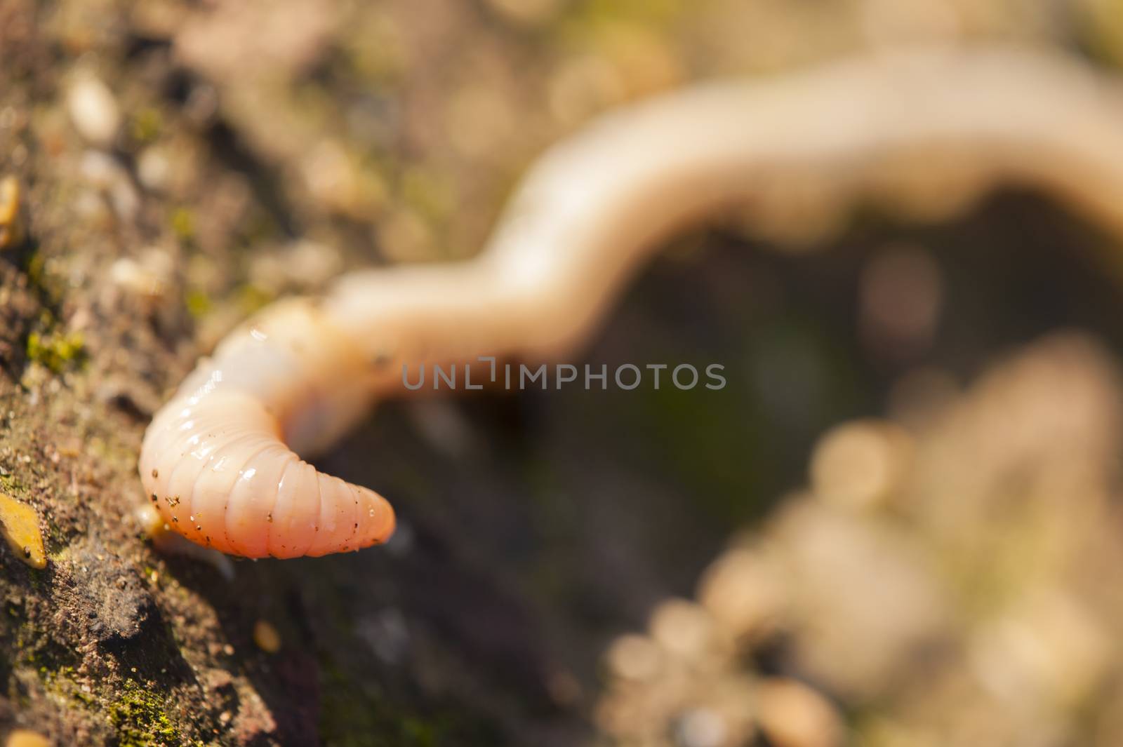 Earthworm, lombricus terrestris, also know as lob worm, nightcrawler and dew worm