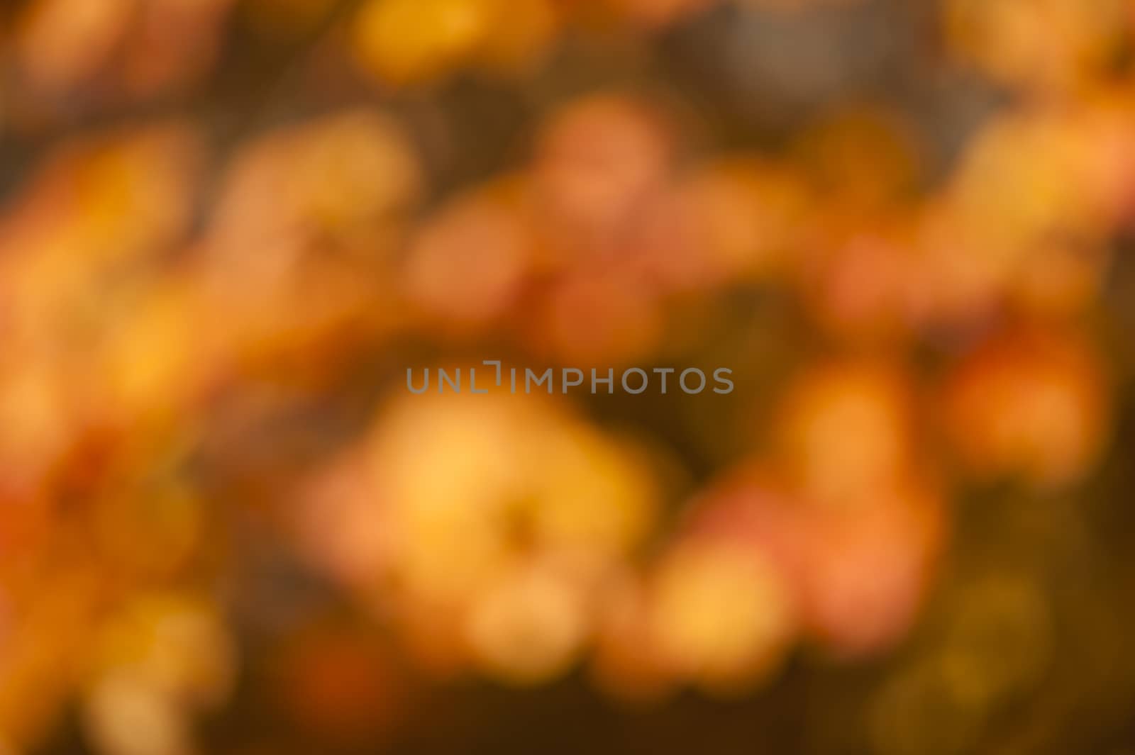 Blurred background of orange and yellow autumnal leaves