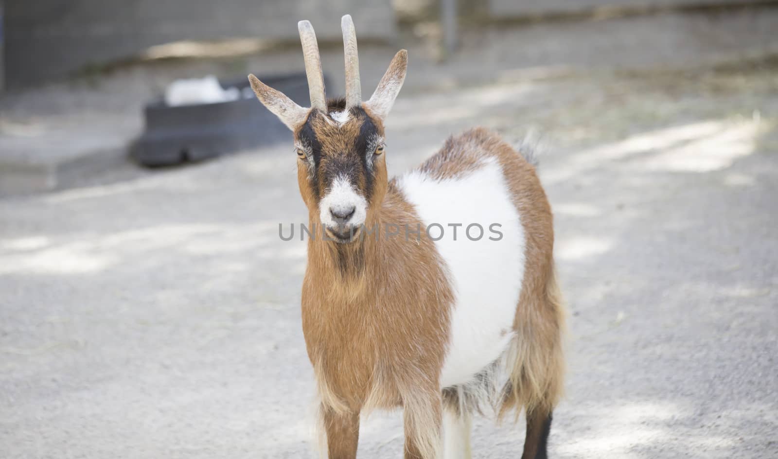 Close up of a brown and white goat