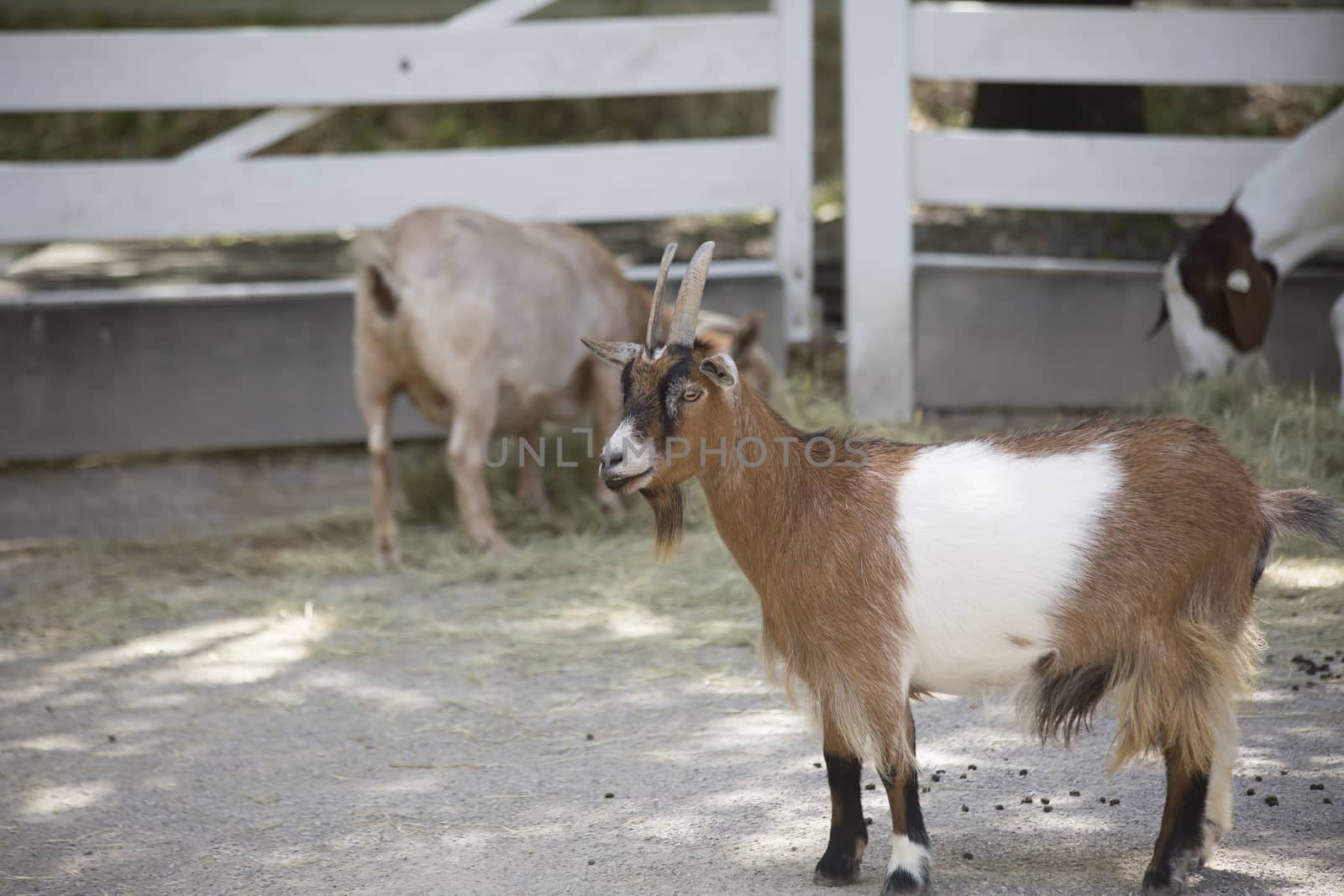 Profile of a brown and white goat