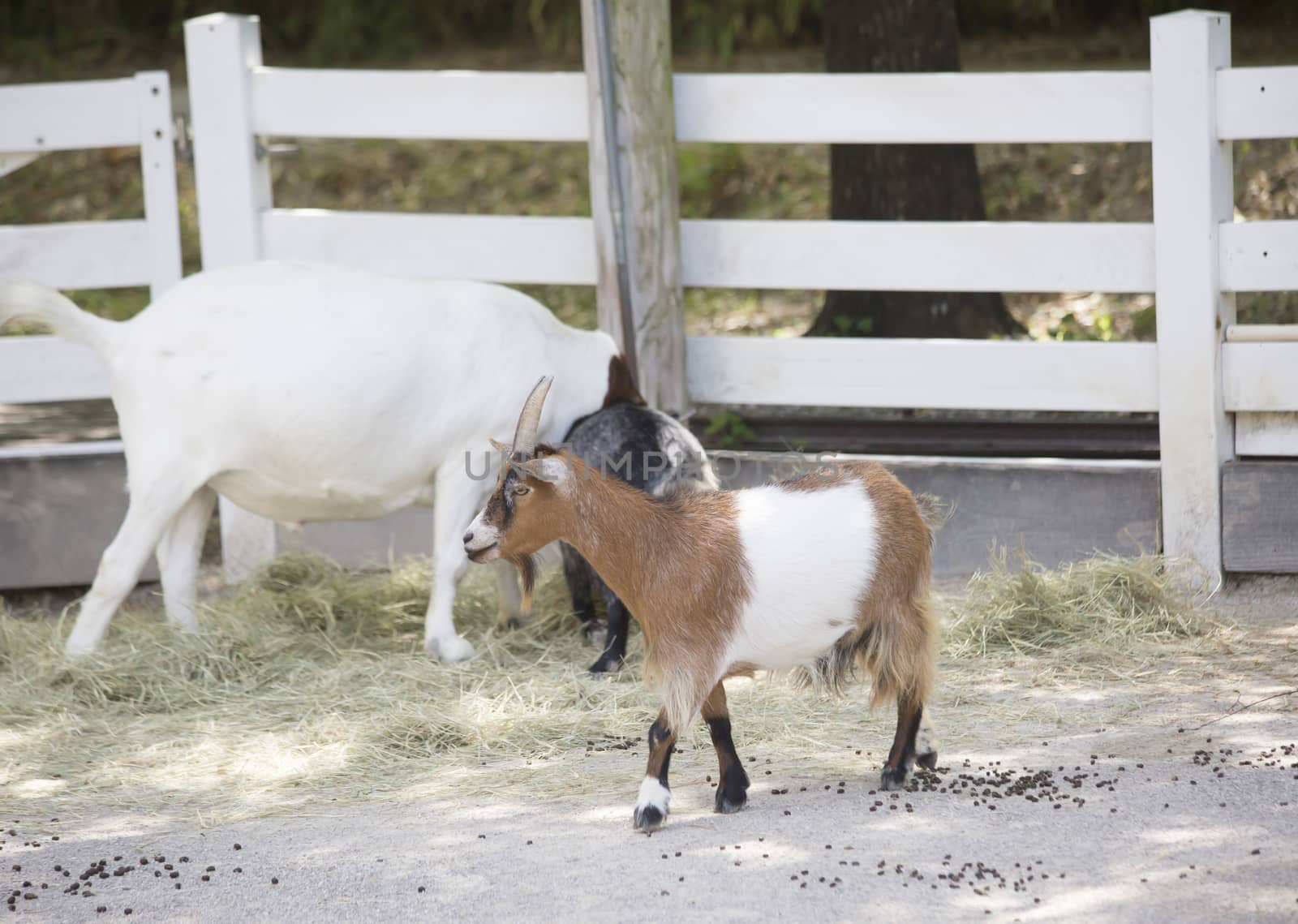 Goats in a pen