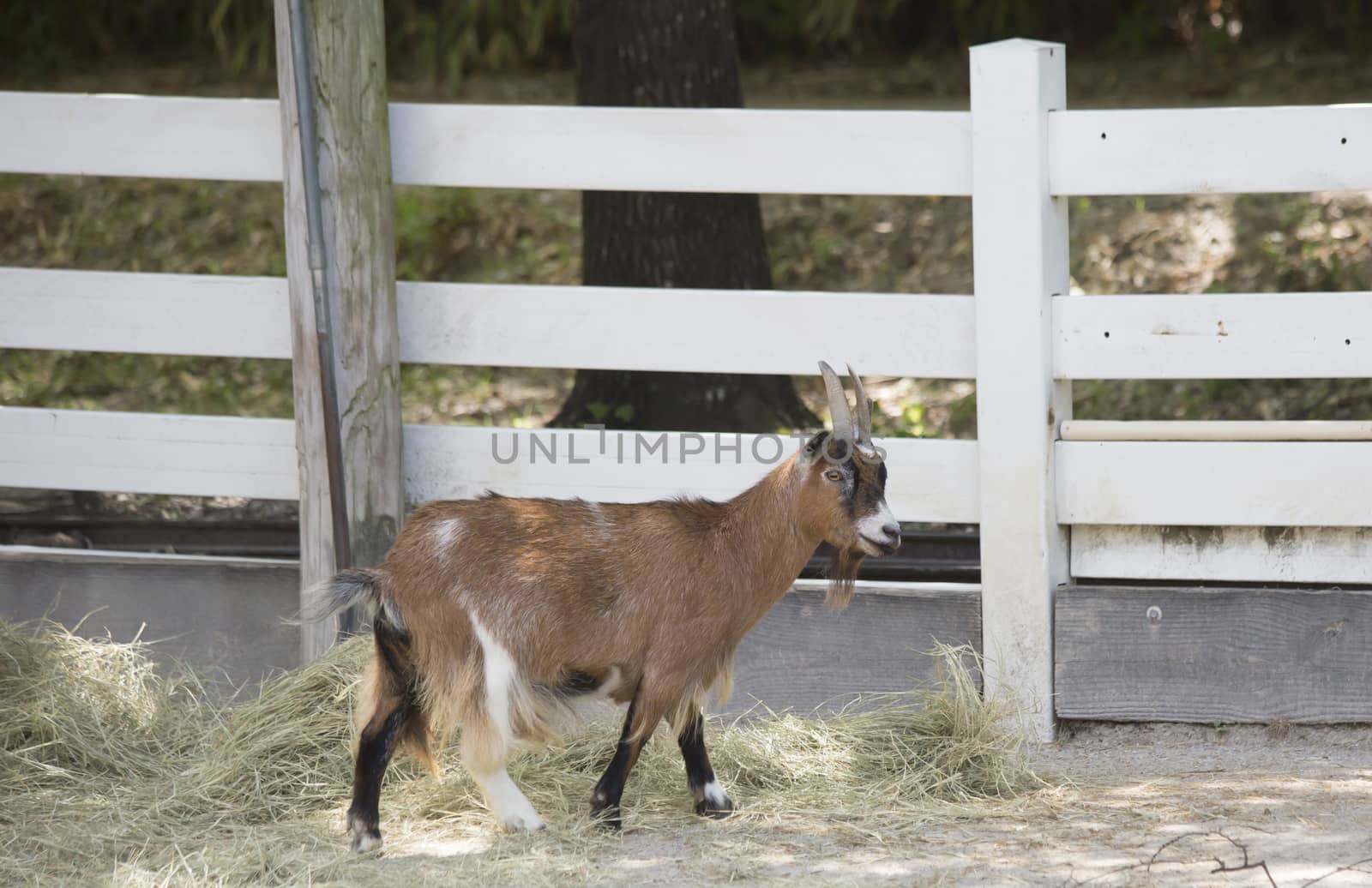 Brown goat at a feeding area