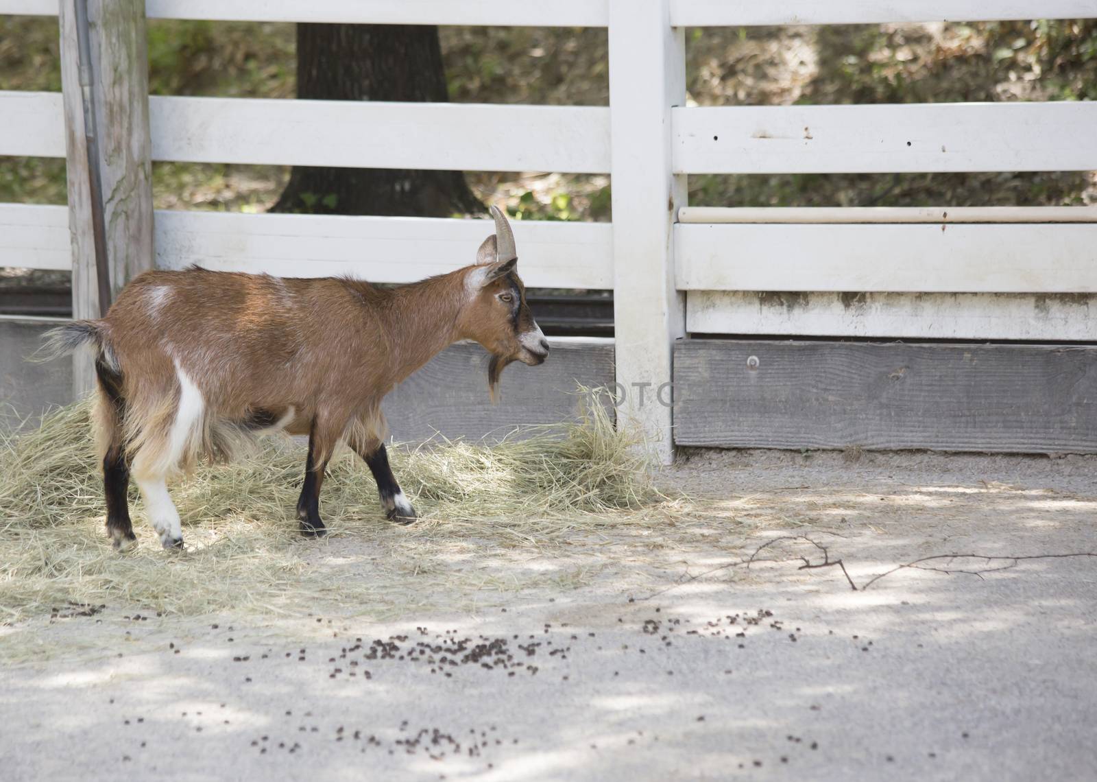 Brown goat at a feeding area