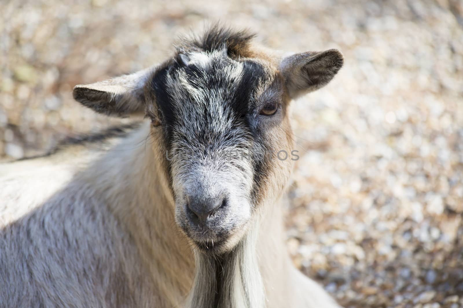 Close up of a happy goat