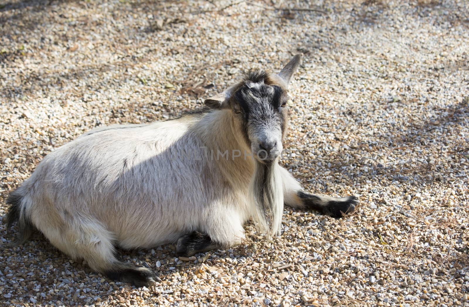 Goat lying on the ground