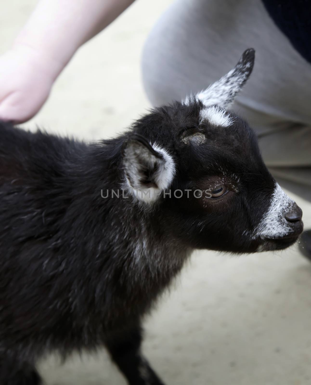 Kid getting petted