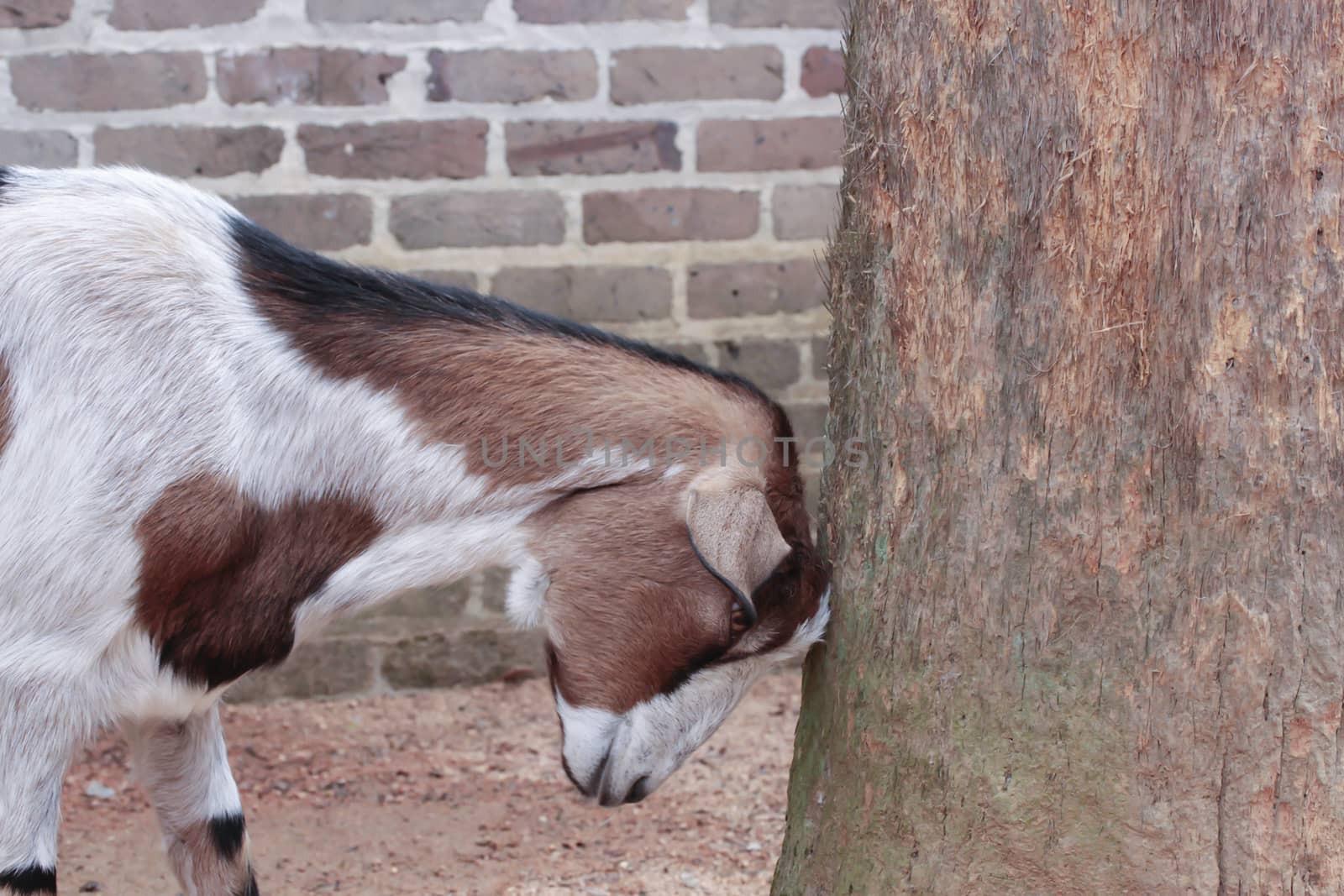 Goat standing by tree in front of brick wall