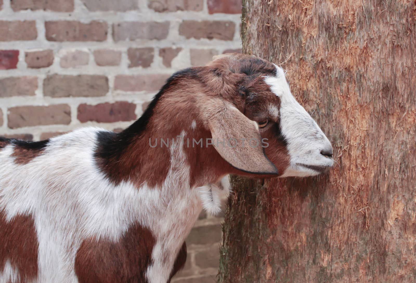 Goat standing by tree in front of brick wall