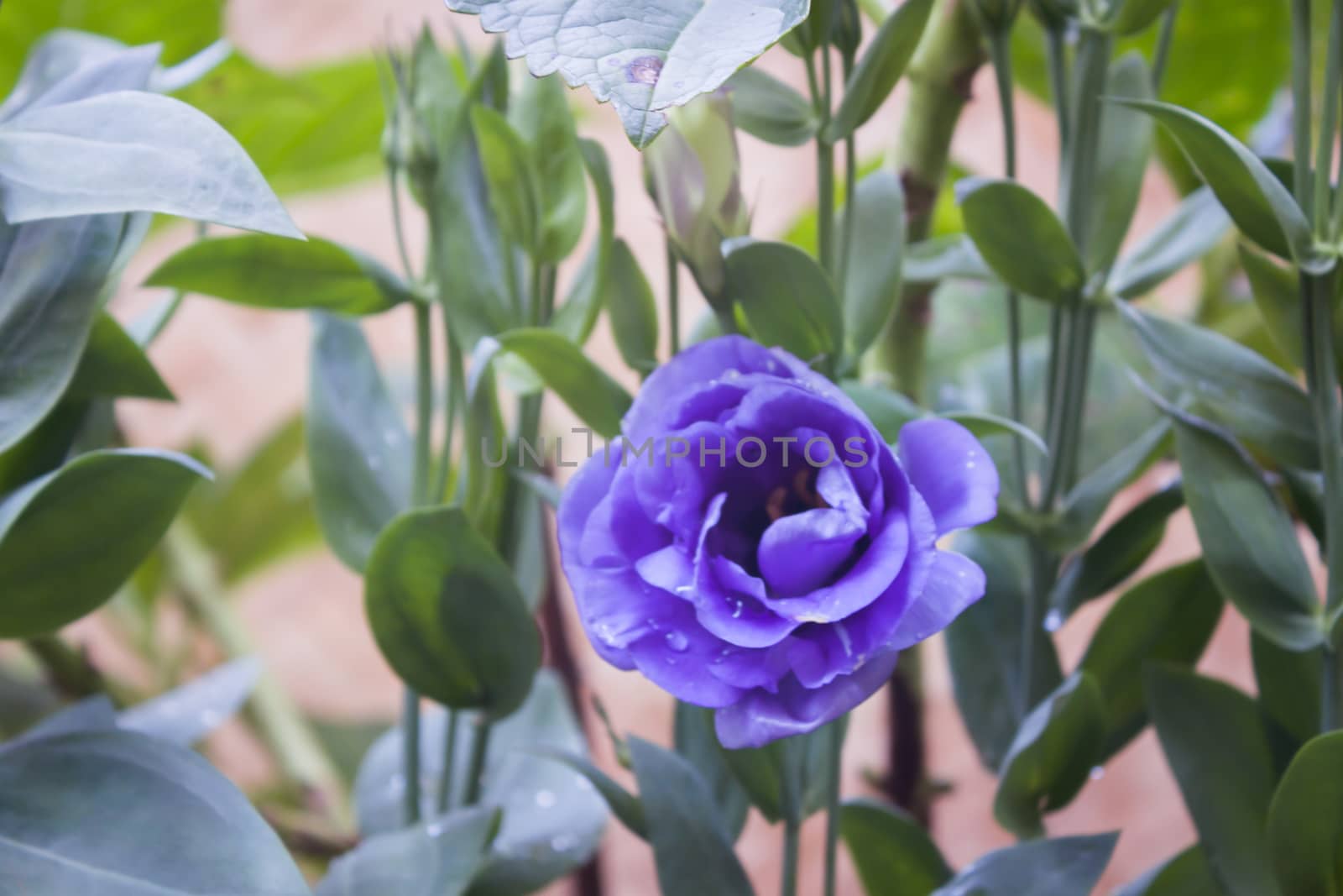 Purple flower with green background by punsayaporn