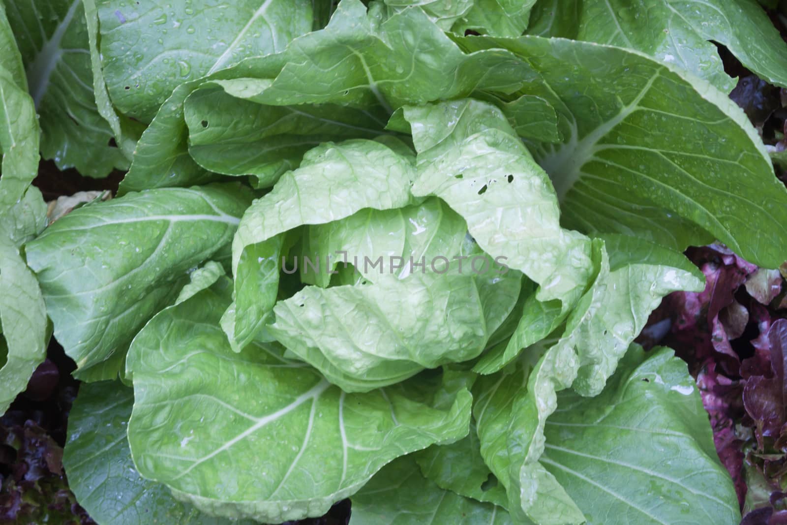 Cabbage vegetable in field background by punsayaporn