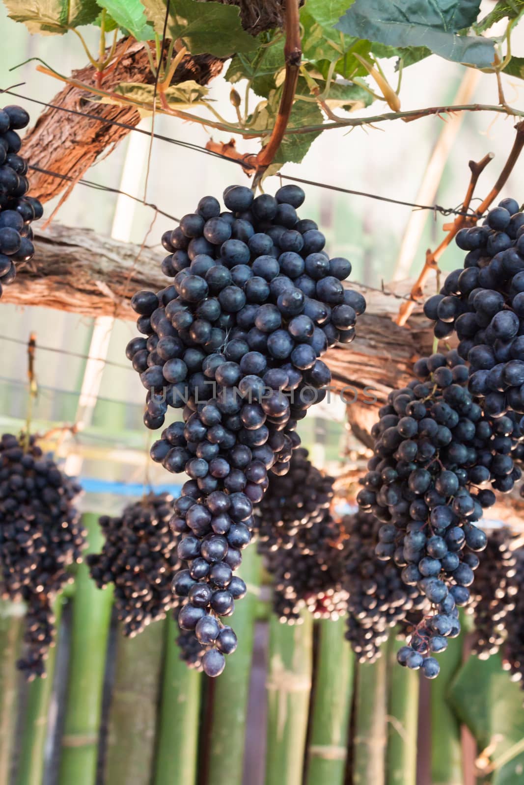 Bunches of grapes hang from a vine by punsayaporn