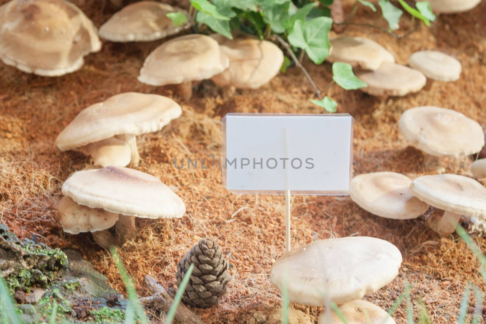 Raw fresh Shiitake mushrooms for display by punsayaporn