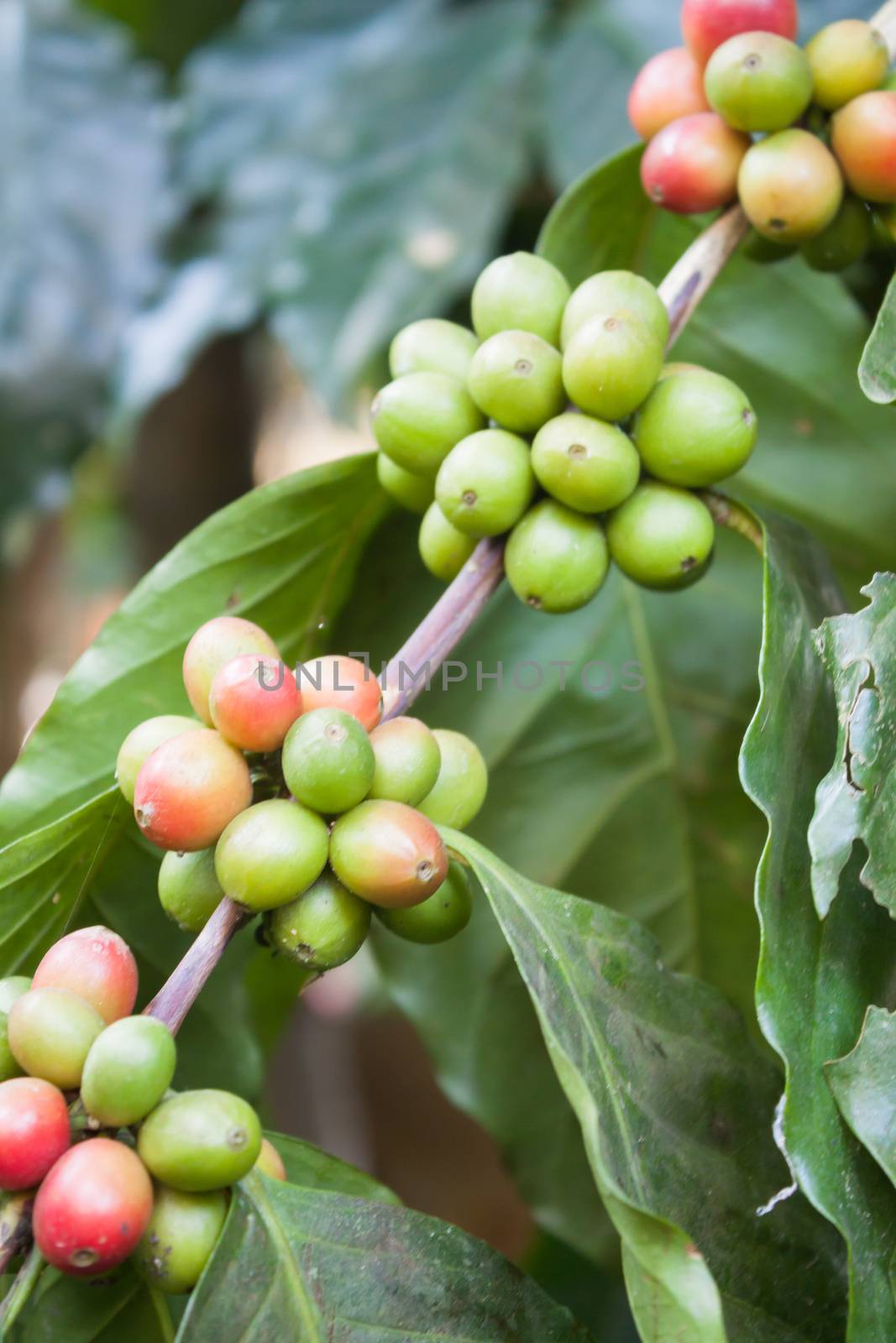 Coffee seeds on a coffee tree, stock photo