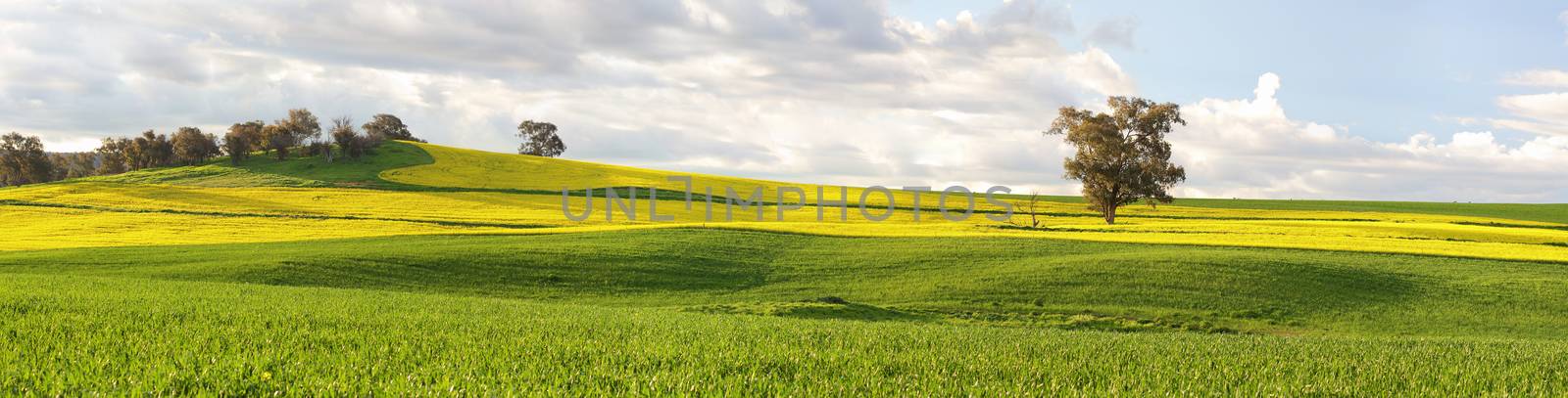 Agricultural fields of canola and pastures in springtime by lovleah