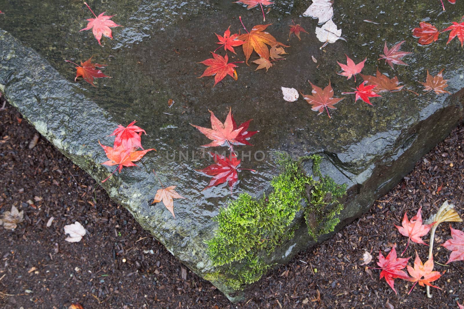 Fallen red leaves on a garden rock by johnborda
