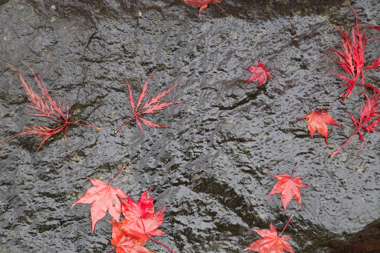 Fallen red leaves on a garden rock