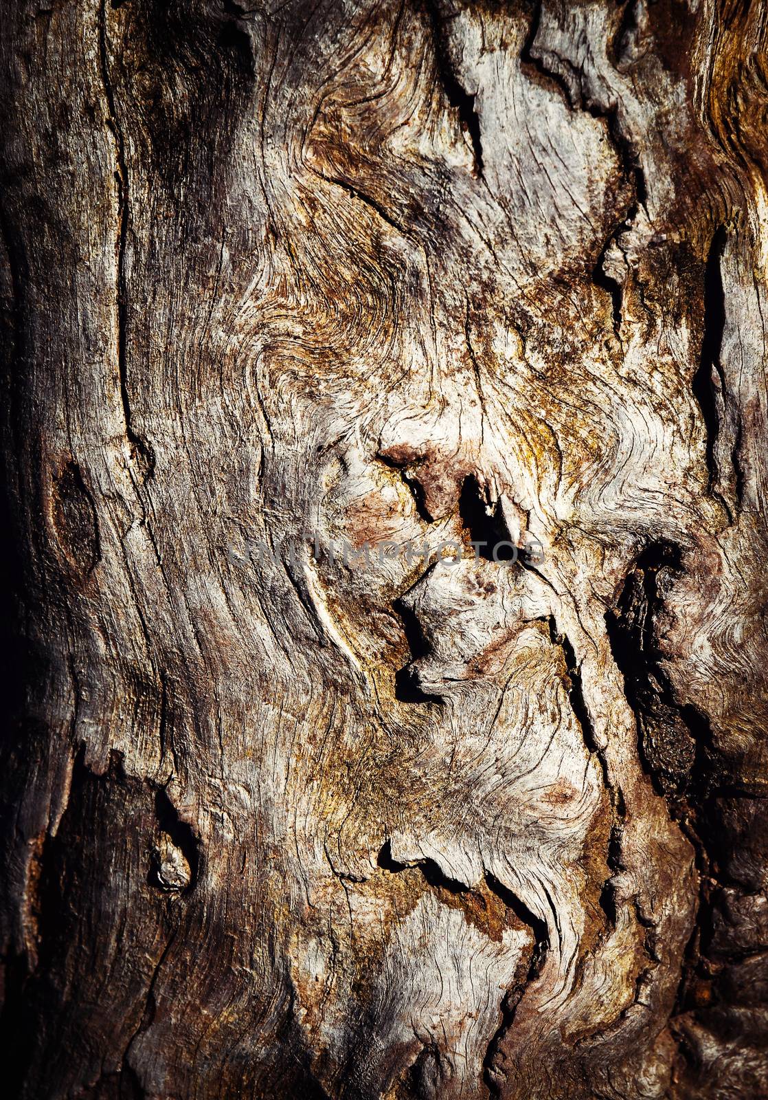 abstract structures on an old tree trunk by Ahojdoma