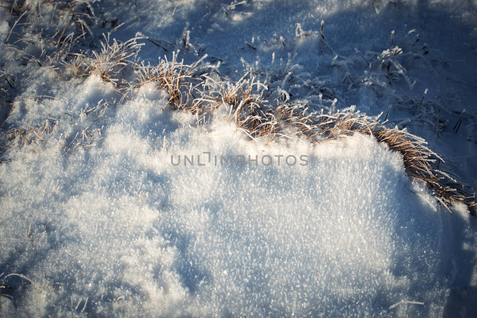 winter background frozen grass sticking out of the snow