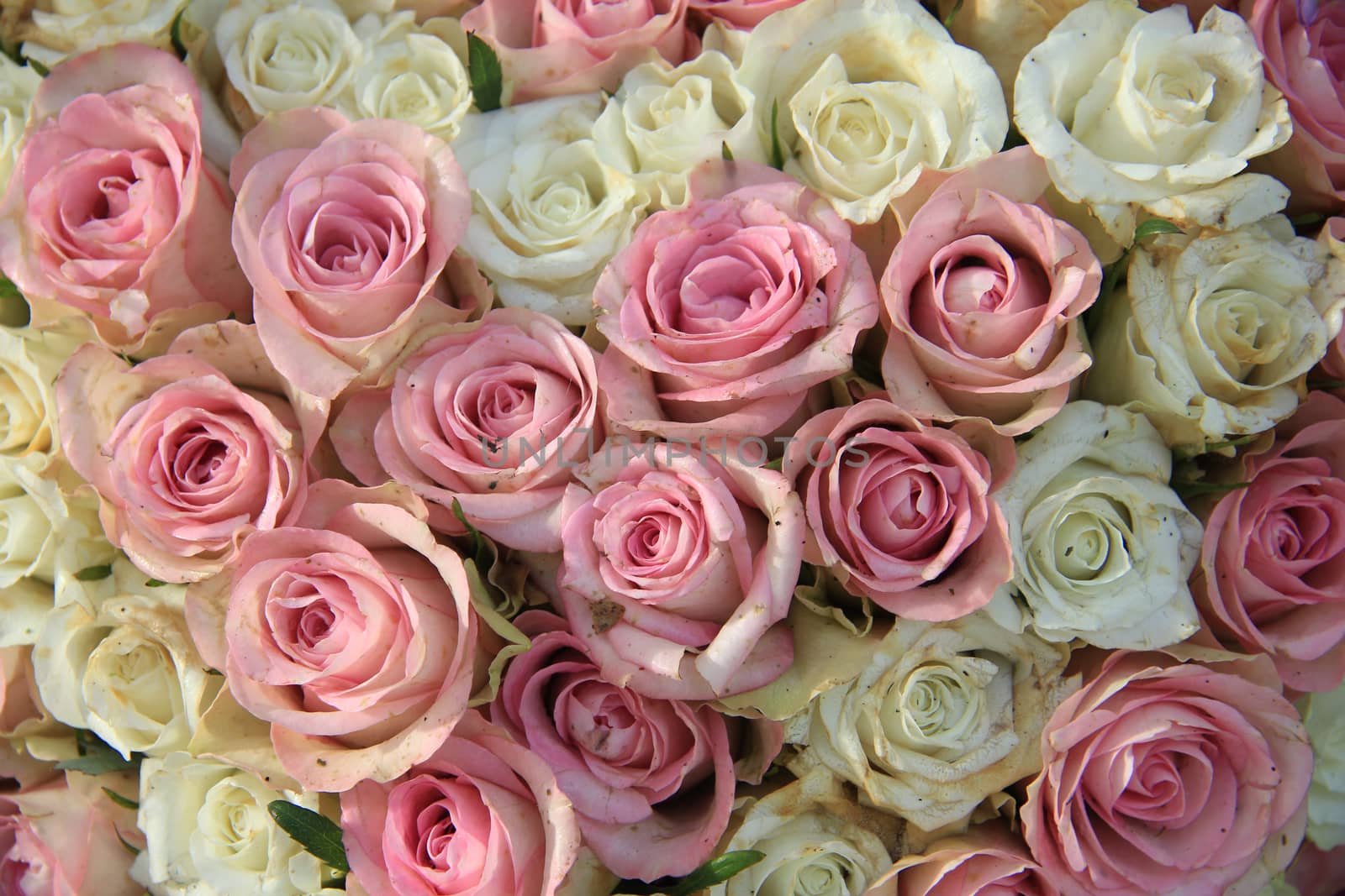 Pink and white roses in a bridal arrangement by studioportosabbia