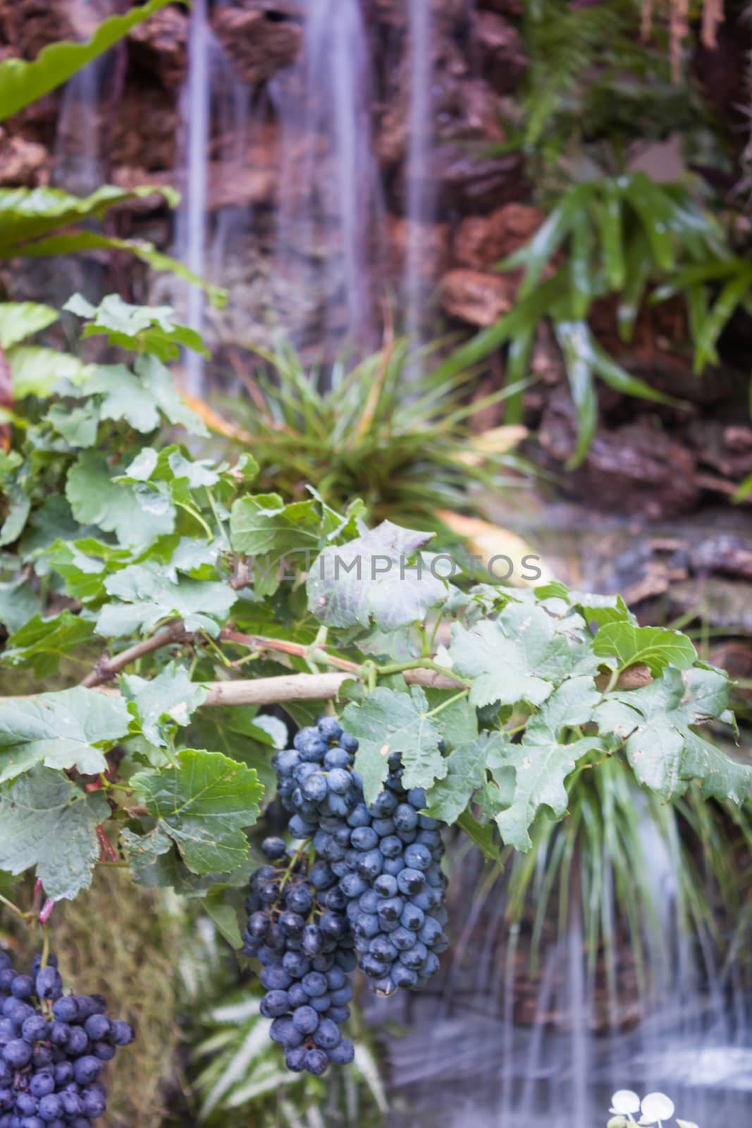 Bunches of grapes hang from a vine by punsayaporn