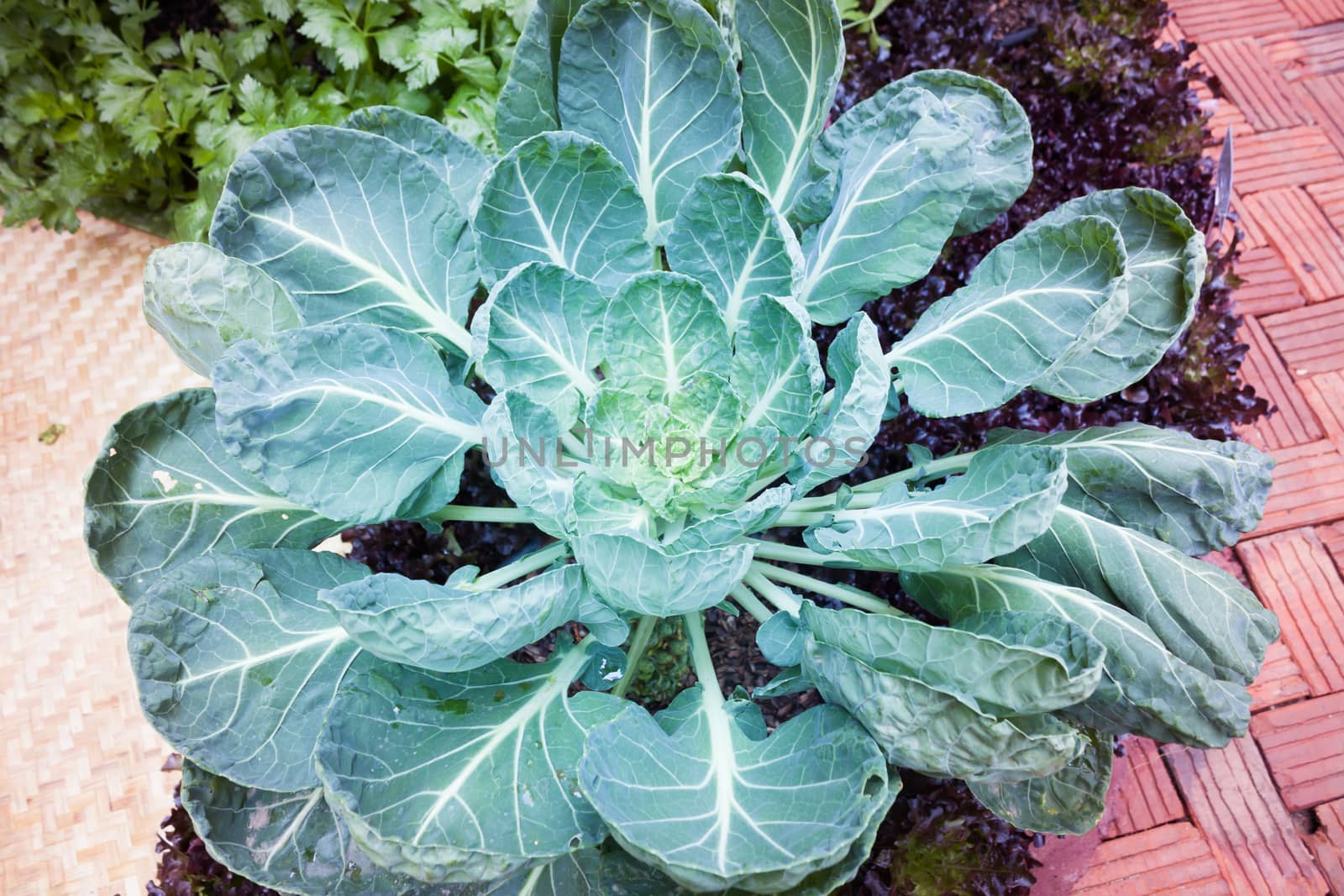 Top view of fresh green vegetable by punsayaporn