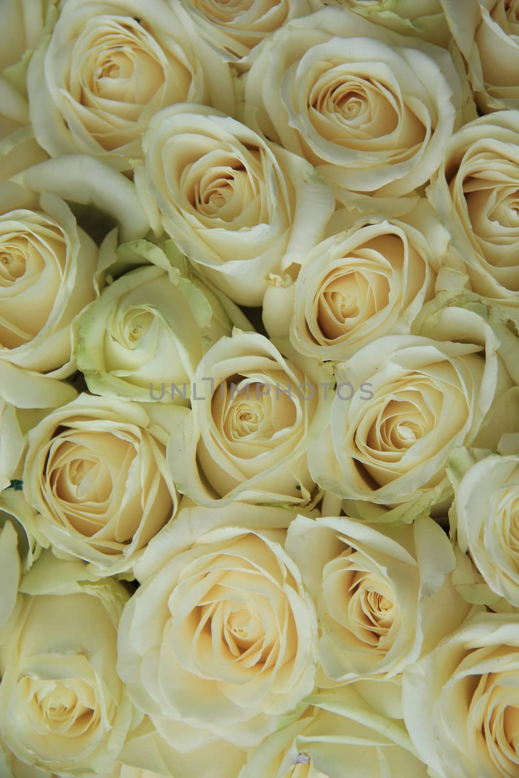 White roses in bridal bouquet by studioportosabbia