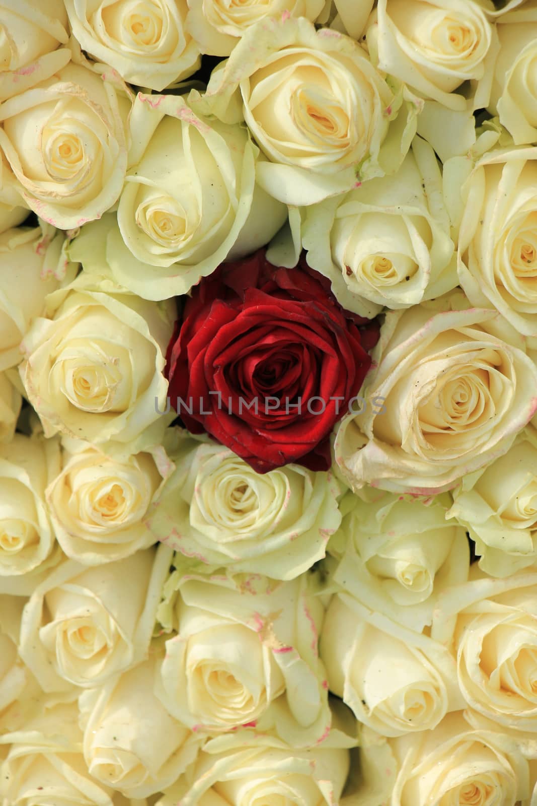 Red rose in a white wedding arrangement