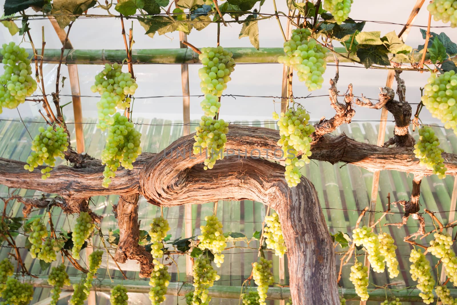 Bunches of grapes hang from a vine by punsayaporn
