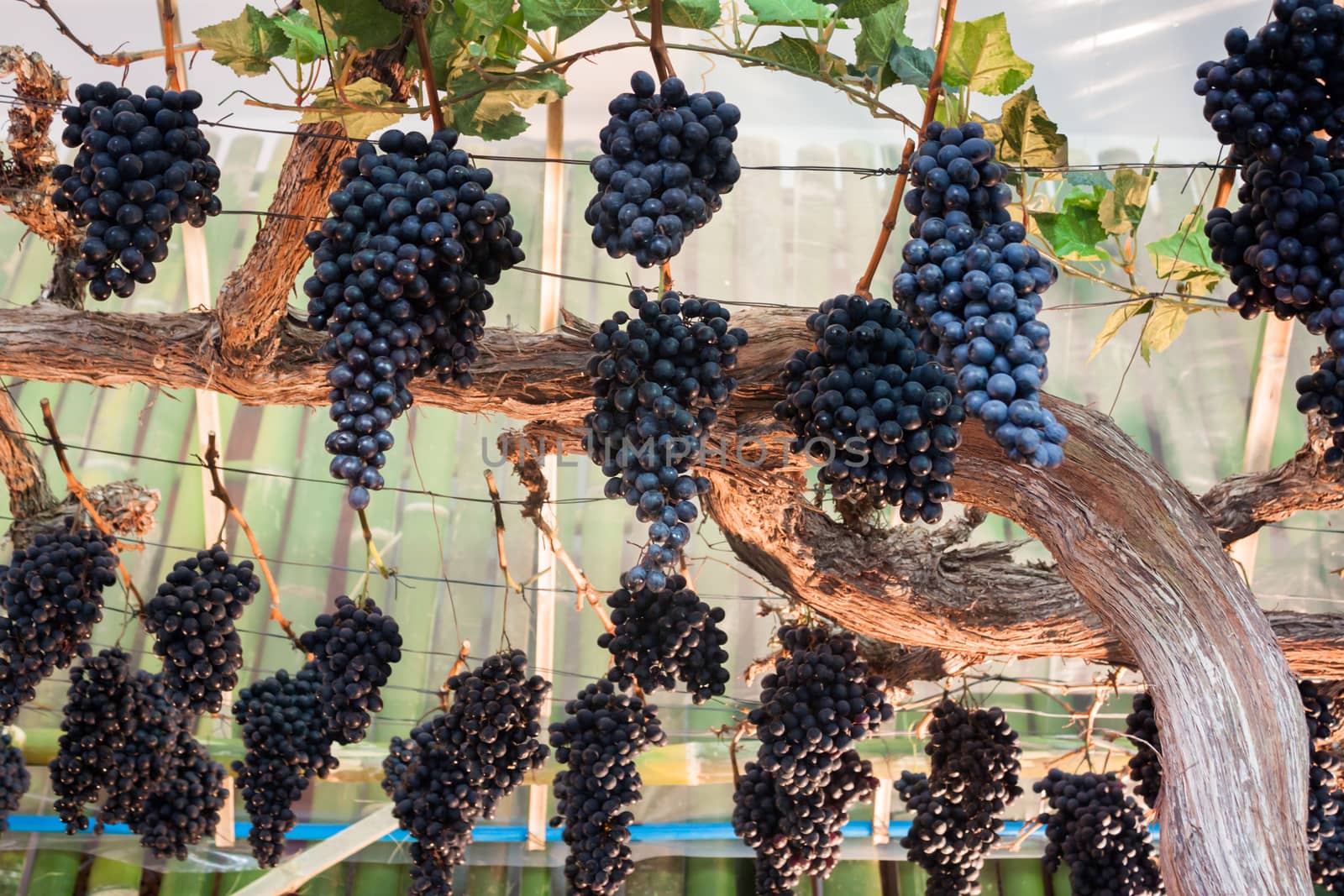 Bunches of grapes hang from a vine by punsayaporn