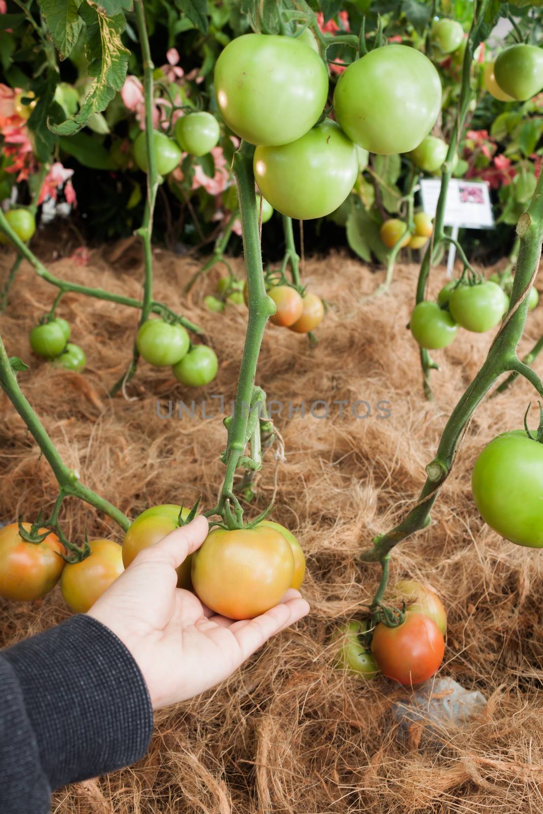 Ripe fresh tomatoes growing on the vine by punsayaporn