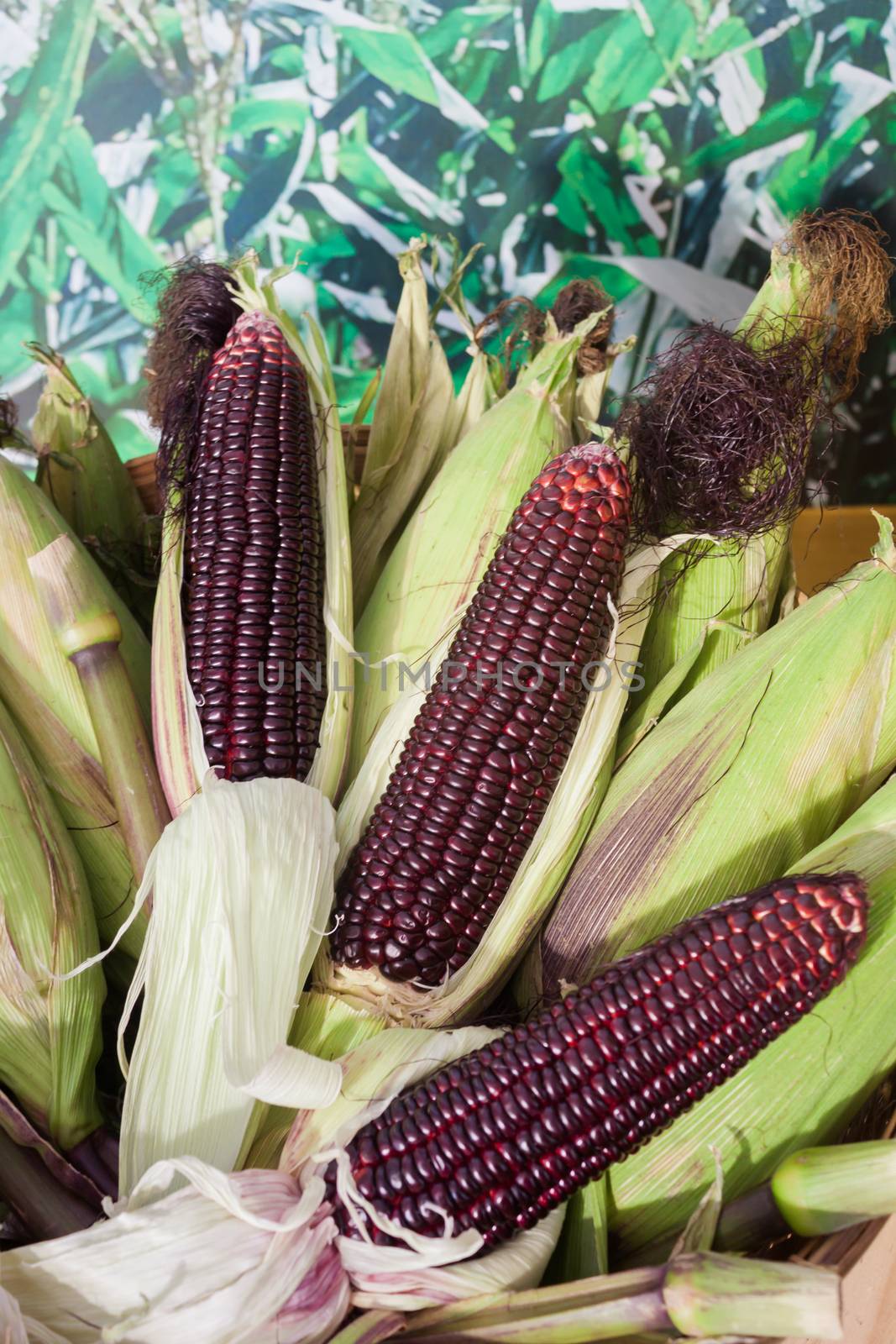 Raw purple corn on green background by punsayaporn