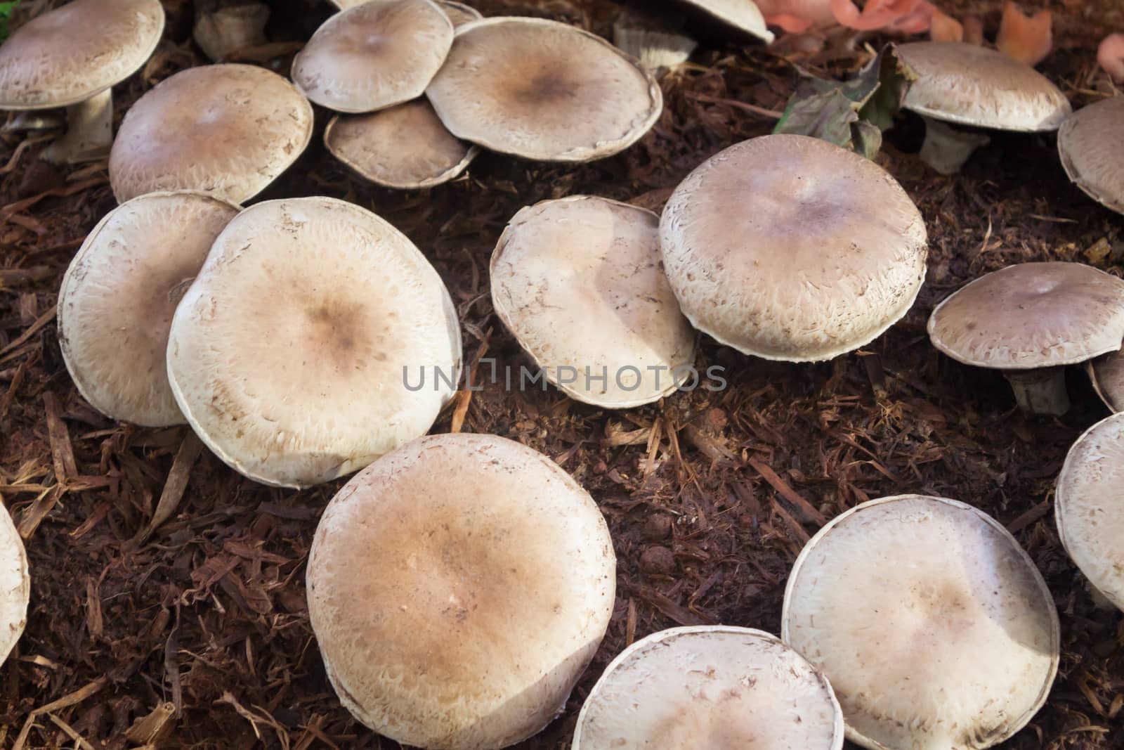 Fresh portobello mushrooms for display by punsayaporn