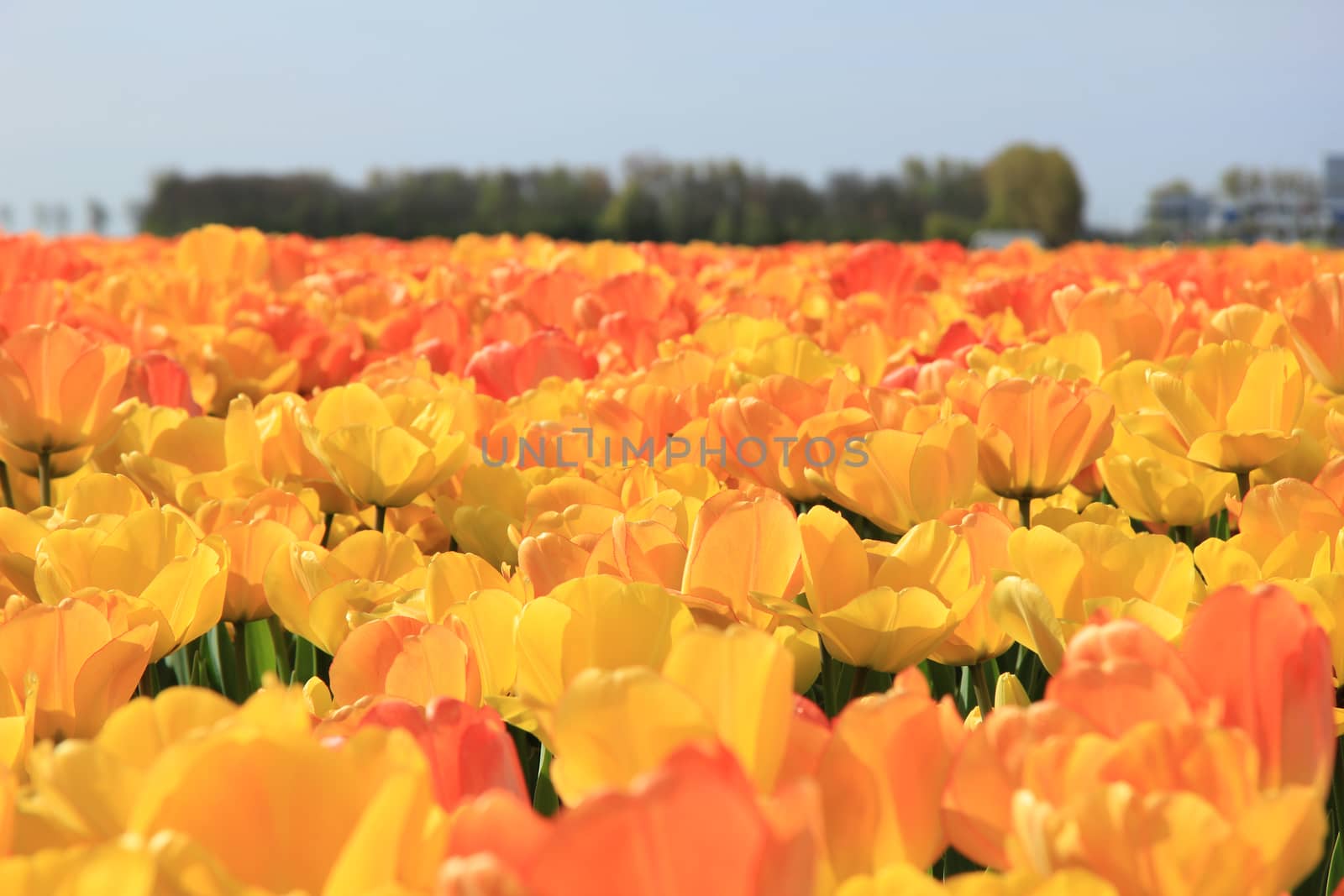 Yellow and orange tulips in a sunny field