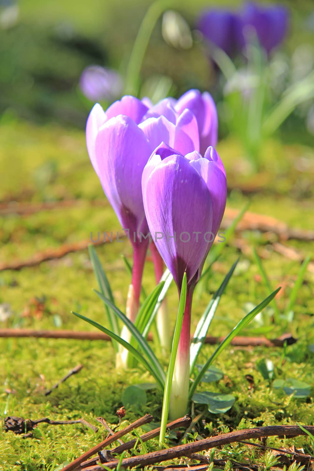 Plain purple crocuses on a field