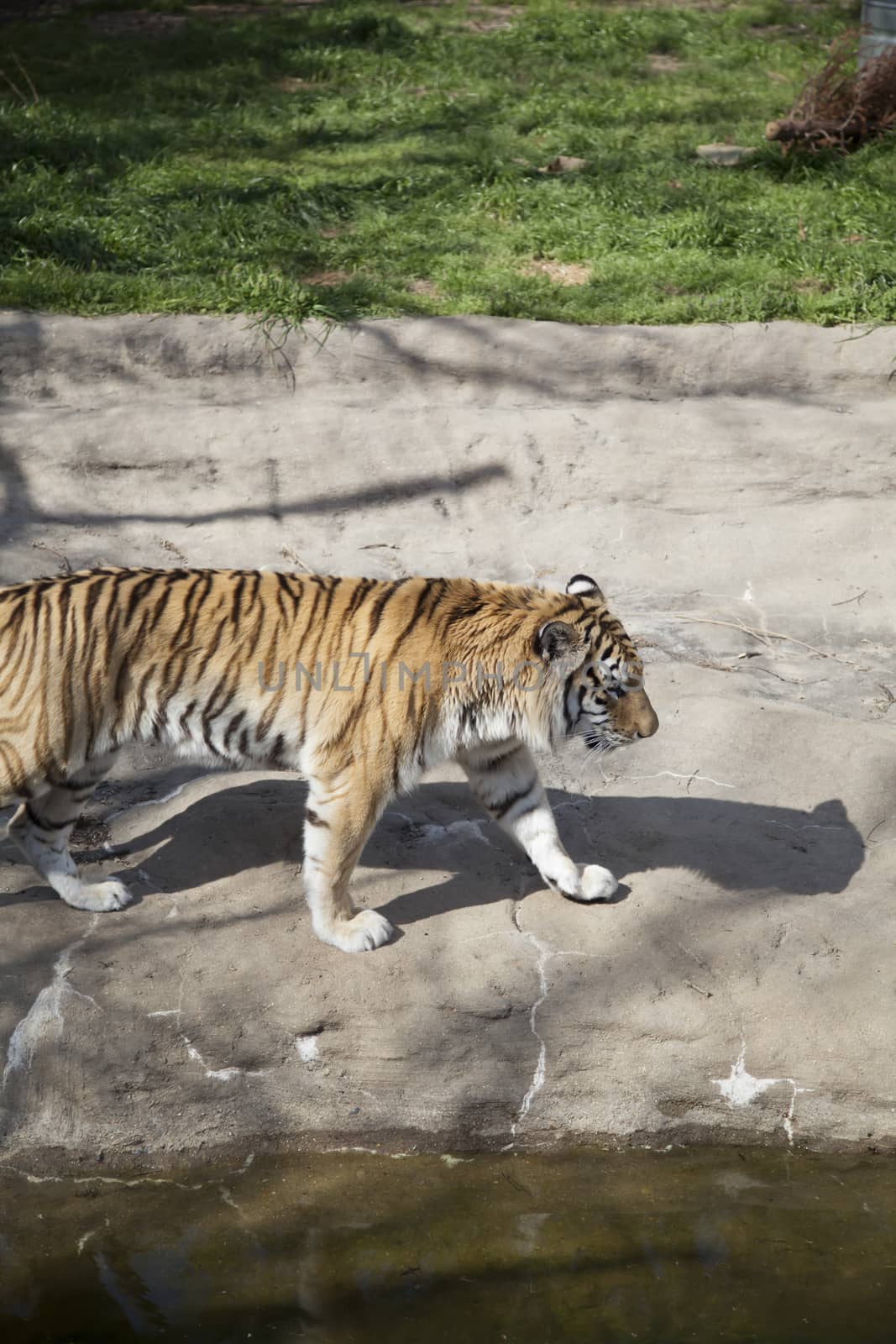 Bengal tiger (Panthera tigris tigris) pacing nervously