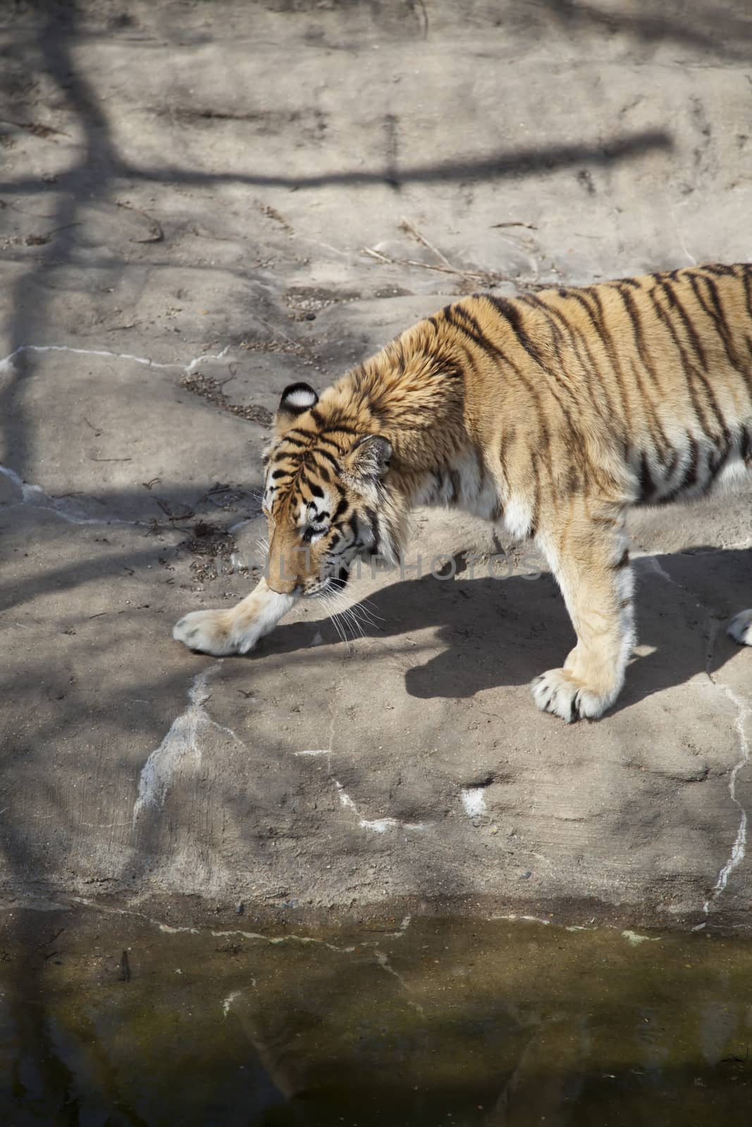 Bengal tiger (Panthera tigris tigris) pacing nervously