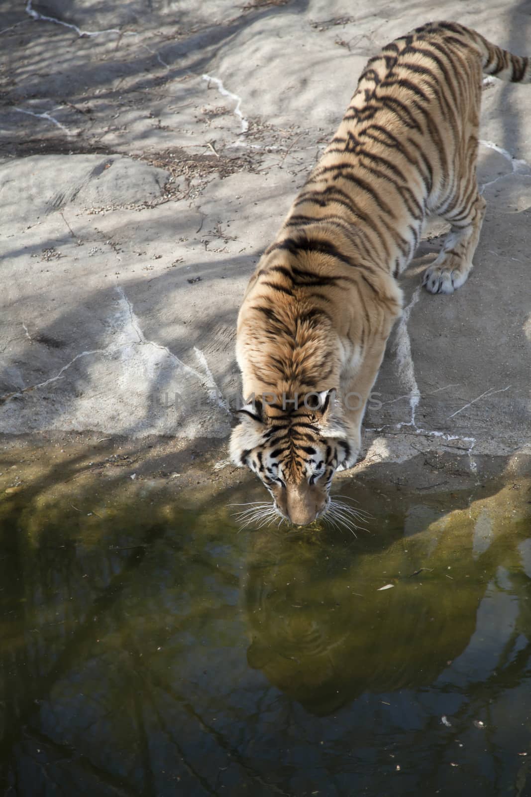 Bengal tiger (Panthera tigris tigris) drinking from a pond