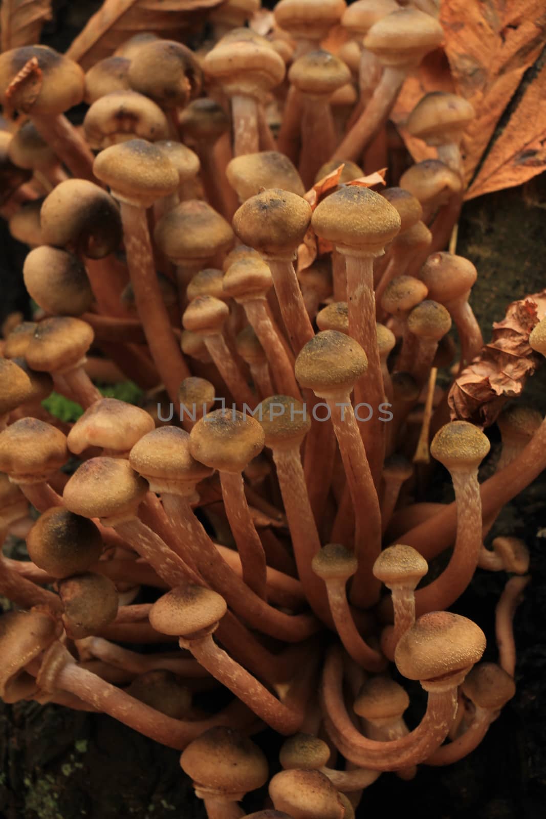 Mushrooms in a fall forest by studioportosabbia