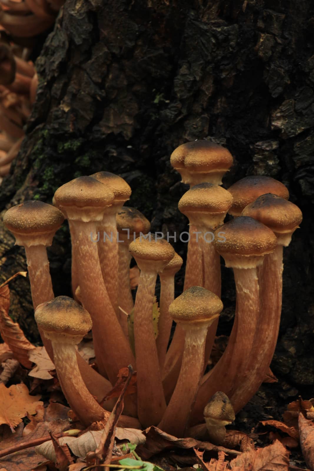 Mushrooms in a fall forest by studioportosabbia