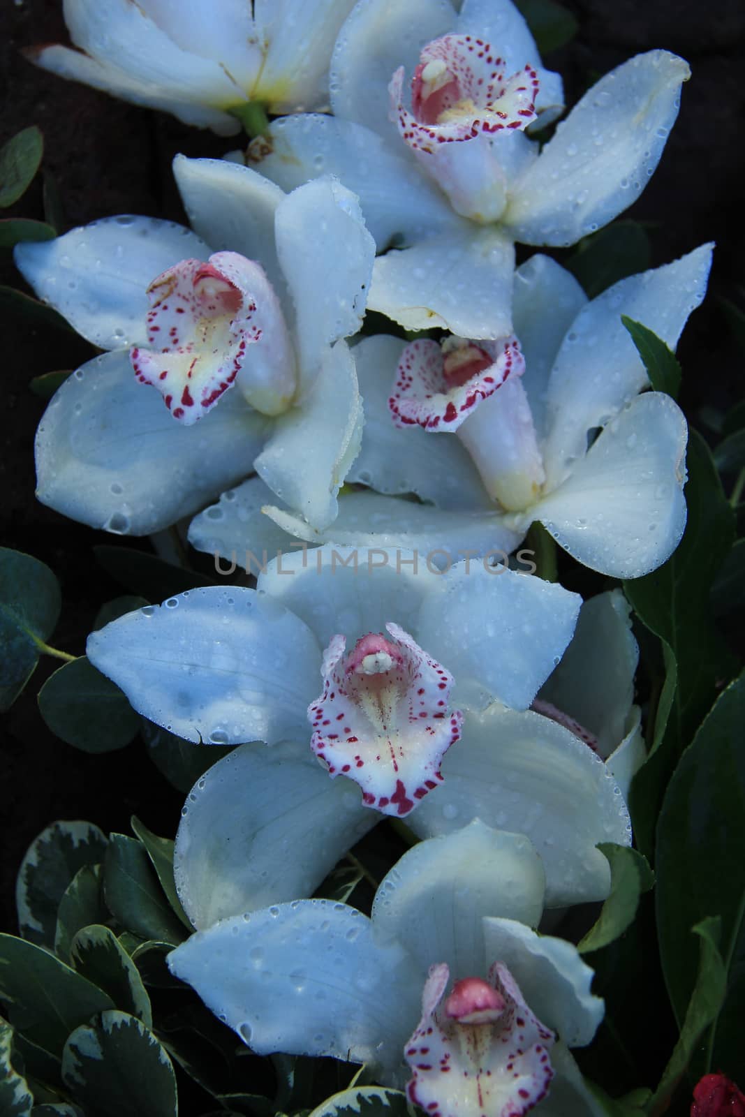 White cymbidium orchids in a bridal bouquet