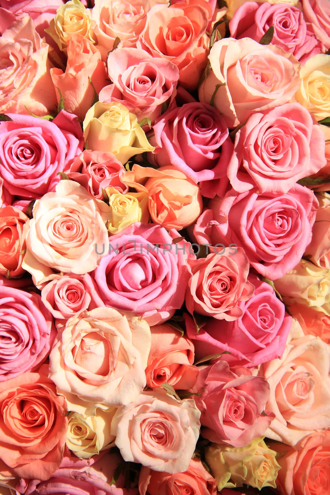 Group of roses in various shades of pink, wedding floral decorations