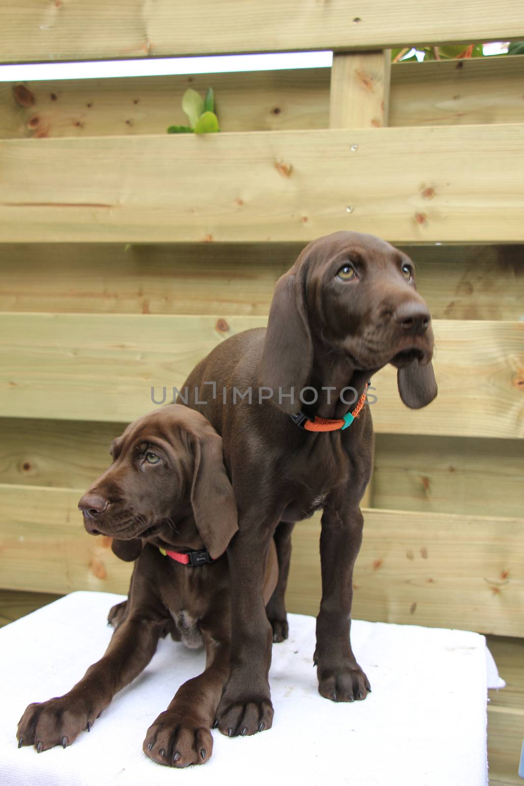 German shorthaired pointer puppies, 8 weeks old, solid liver, sisters