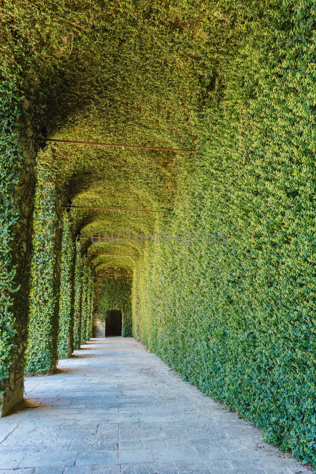 Green greenhouse of ficus repens sunlit located on the castle of AGLIE'